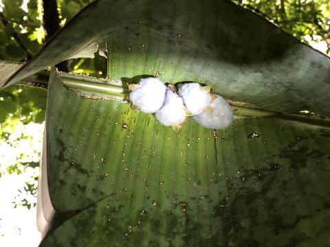 Costa Rica Bats