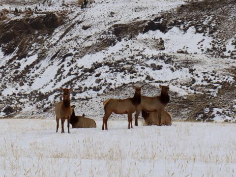 Yellowstone Mule deer