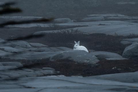 Polar Bear arctic hare