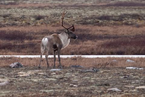 elk