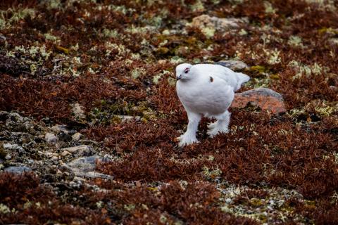 Polar Bear bird