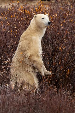 polar bear standing on hind legs