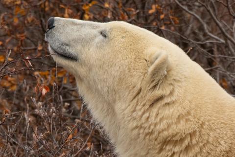 polar bear close up headshot