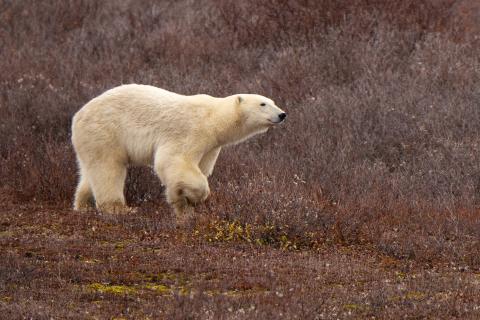 polar bear walking