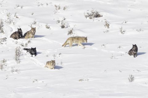 Yellowstone Wolf pack