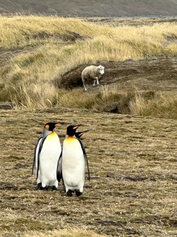 Patagonia penguins