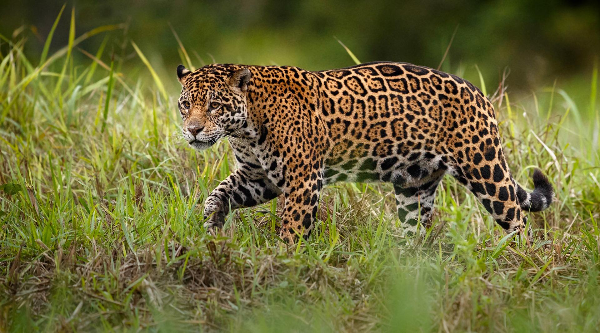 Jaguar  San Diego Zoo Wildlife Explorers