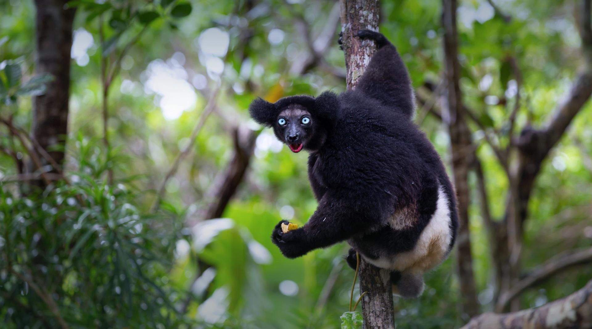 Black Beauty – San Diego Zoo Wildlife Alliance Stories