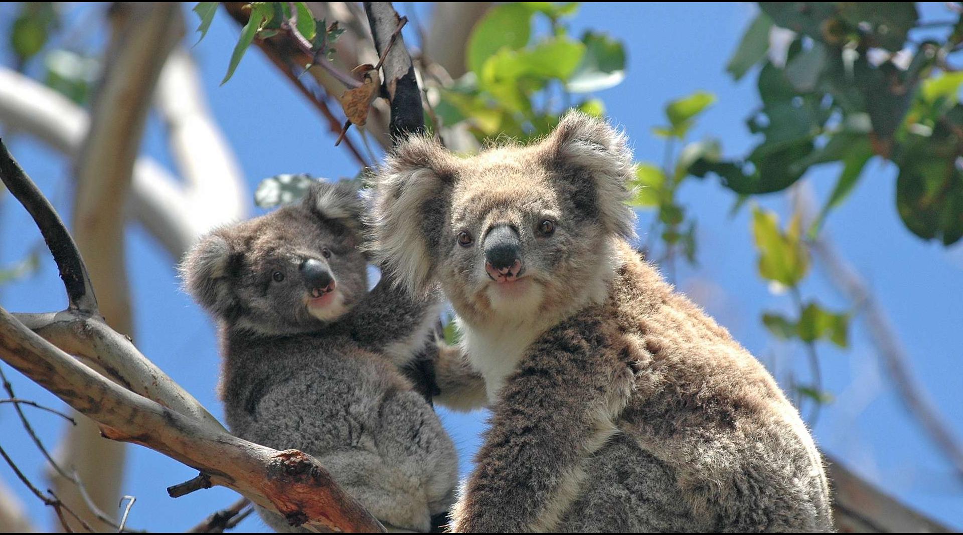 Koala  San Diego Zoo Wildlife Alliance